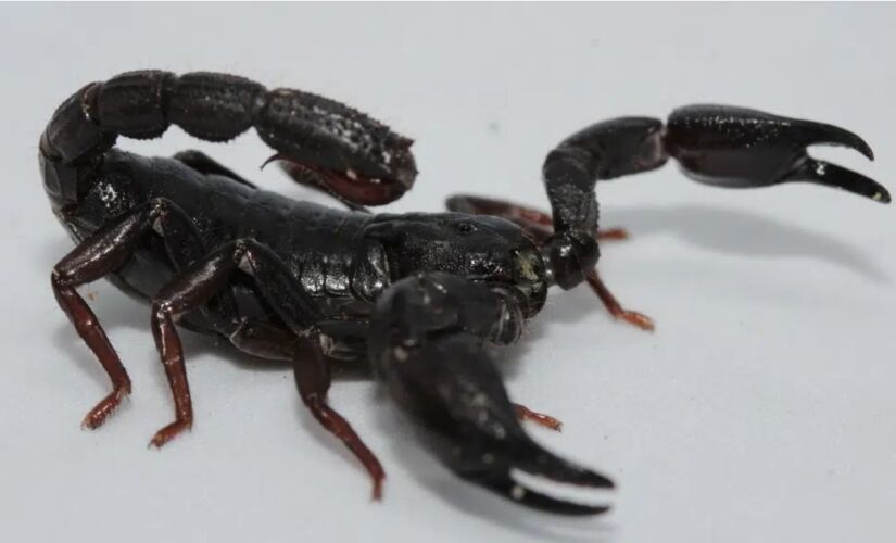 Estudo brasileiro indica ação antitumoral promissora em veneno de escorpião da região amazônica