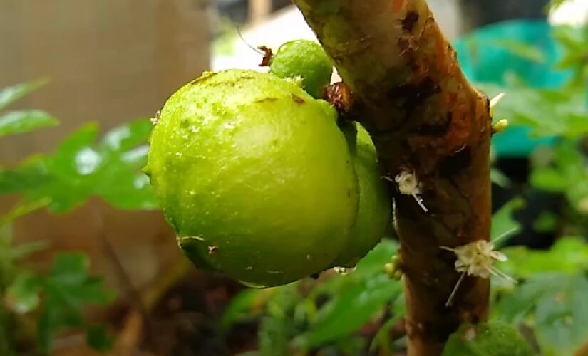 Ao contrário da jabuticaba tradicional, de casca roxa, a jabuticaba-branca tem a polpa e a casca em um tom de amarelo-esverdeado