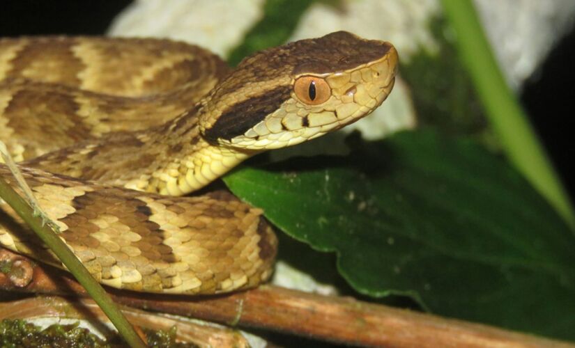 Jararaca é uma das serpentes mais comuns do Sudeste do Brasil