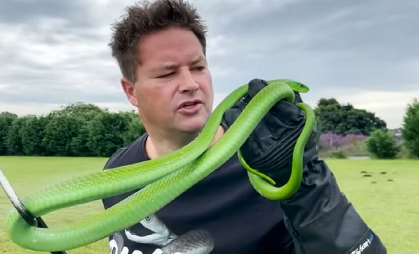 Mamba Verde é uma das cobras mais venenosas do mundo