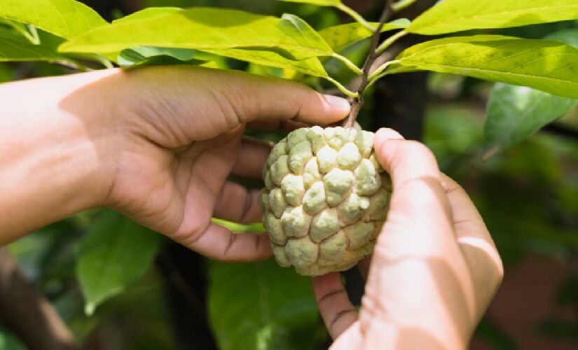 A fruta-do-conde tem propriedades que ajudam na circulação e diminuem os picos de glicemia