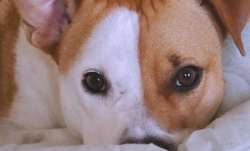 Veja cuidados essenciais para manter seu cão aquecido