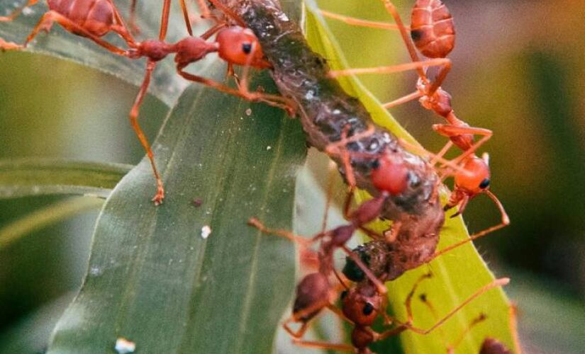 Restos orgânicos acumulados no quintal acabam favorecendo proliferação