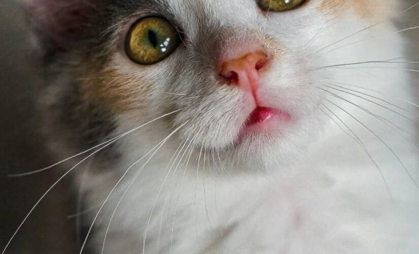Quando olfato fala mais alto que miado na comunicação felina