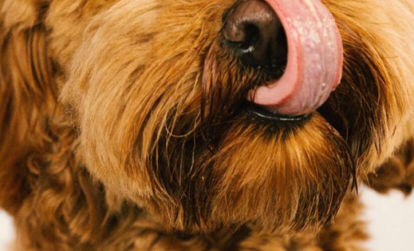 Quando excesso de lambidas pode indicar que algo não vai bem com seu pet?