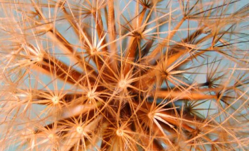 Além de indicar a qualidade do seu solo, essa flor ainda é comestível