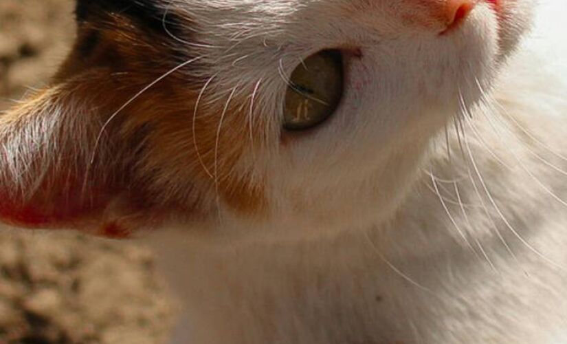 Um guia para entender a linguagem secreta dos felinos