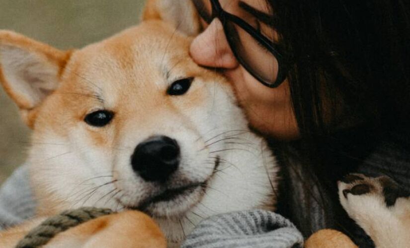 Acariciar cães vai muito além de uma demonstração de afeto