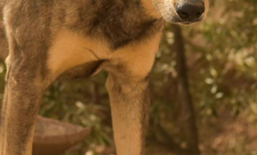 Animais que vivem perto da usina adquiriram mutações estranhas