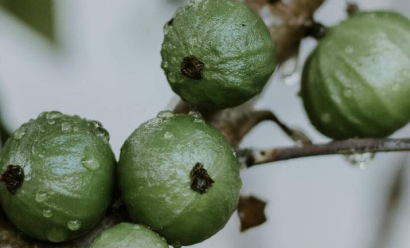 Nativa da Mata Atlântica, fruta cresce em árvore de cerca de cinco metros