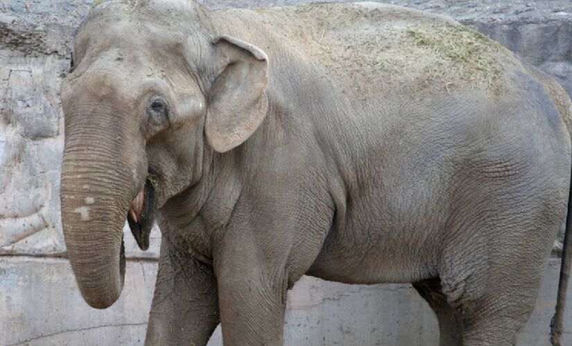 Animal passou mais de 30 anos em Mendoza, no ex-zoológico, hoje transformado em um Ecoparque