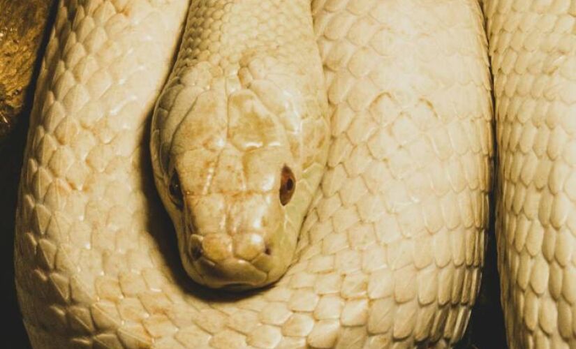 Anaconda brasileira é ágil e pode subir em árvores