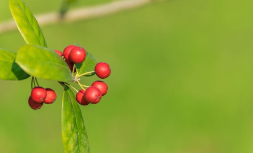 Frutinha vermelha é a mais doce do mundo