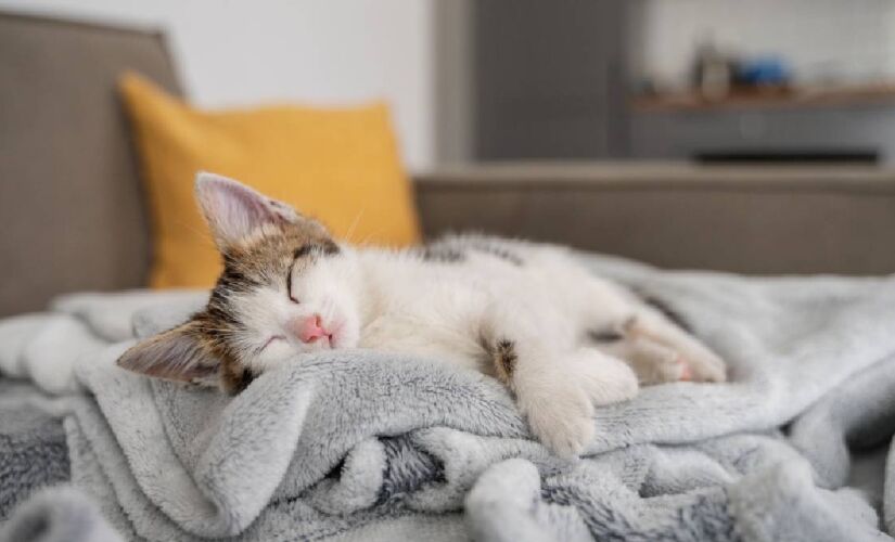 Raças como Siberiano, Maine Coon e Gato Norueguês da Floresta se adaptam melhor a temperaturas frias, diferente de outras