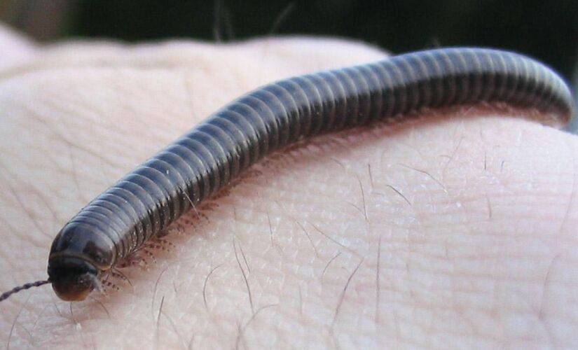 Substância tóxica do piolho-de-cobra impressiona pela cor e cheiro, mas o animal é inofensivo e até benéfico para o ambiente.