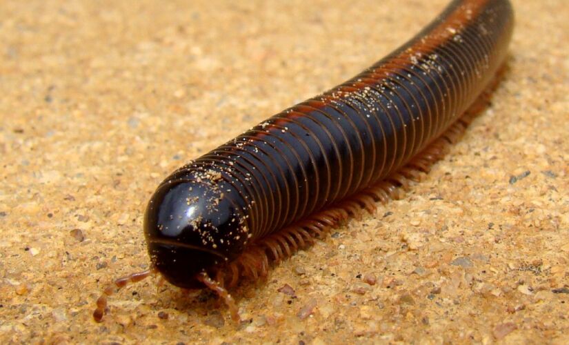 Substância tóxica do piolho-de-cobra impressiona pela cor e cheiro, mas o animal é inofensivo e até benéfico para o ambiente.
