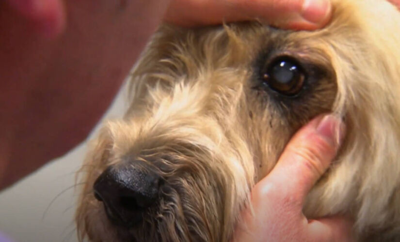 Pele de tilápia ajuda pugs de maneira inusitada.