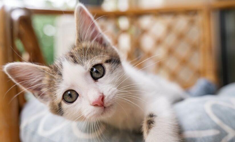 Gatos demonstram sensações e emoções pelos gestos corporais