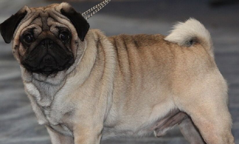 Pug é conhecido por dar trabalho no veterinário