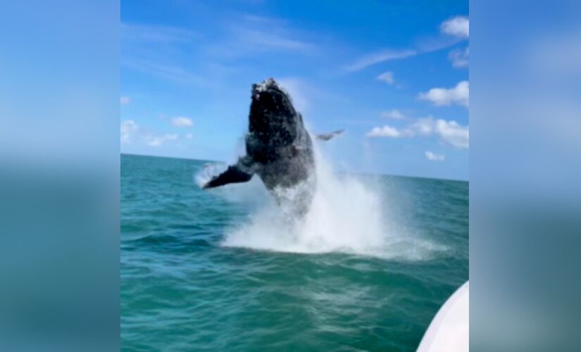 Salto da baleia-jubarte surpreende grupo em passeio de barco por Ilhabela