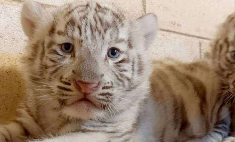Filhotes de tigre branco nasceram em março 