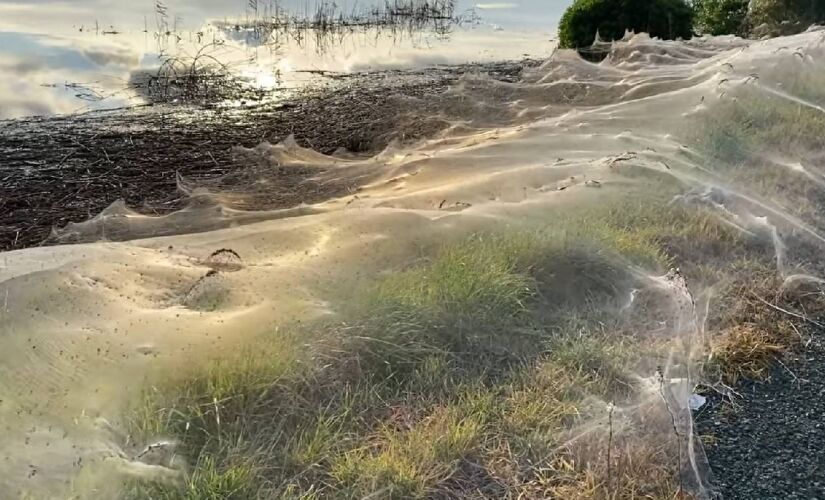 O fenômeno transforma paisagens alagadas em um cenário surreal, coberto por finíssimas teias