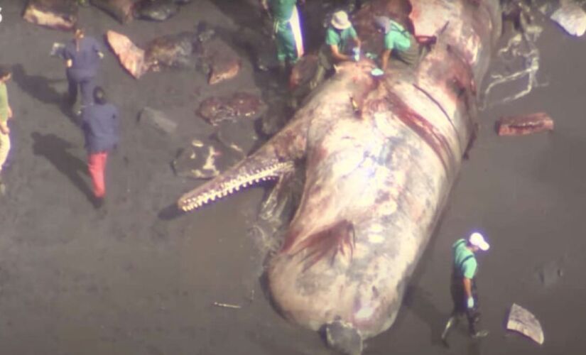 Pedra peciosa avaliada em mais de R$ 3 milhões de reais é encontrada dentro de baleia morta