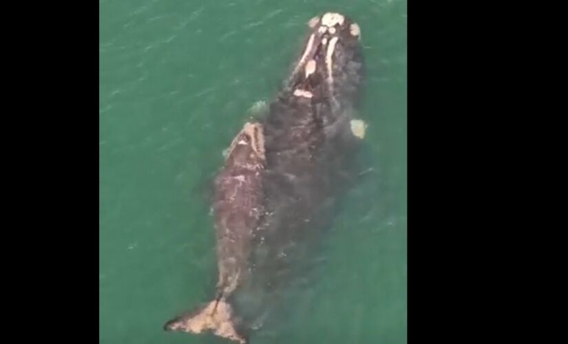 Baleia-franca, com rede na cabeça, e filhote foram monitorados em Santa Catarina