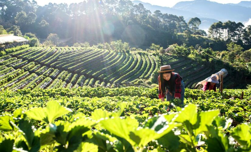 País não depende de nenhum outro para nutrição plena de sua população
