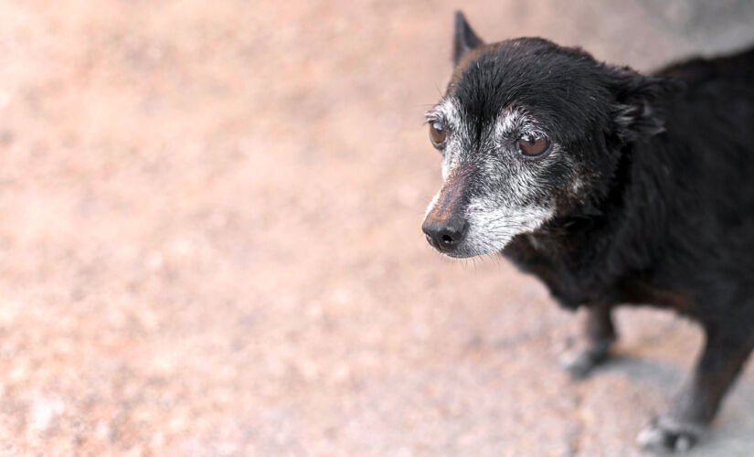 Projetos pretendem proteger animais domésticos idosos em São Paulo