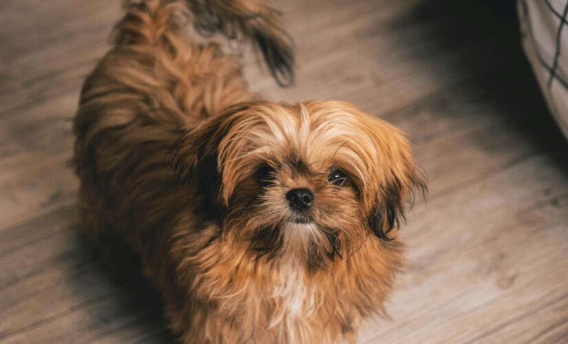 Shih Tzu está entre as raças mais recomendadas para viver em apartamento
