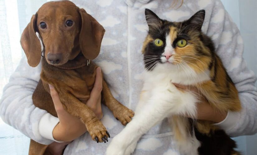 Animais que exigem mais cuidado, proporcionam um estímulo maior no cérebro humano