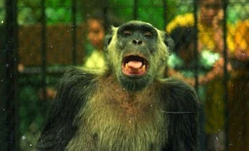 Em 1988, um fato chamou a atenção da política brasileira: o chimpanzé Tião foi candidato à prefeitura do Rio de Janeiro