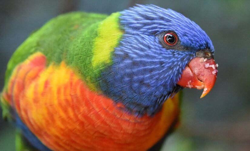 Aves coloridas são cada vez mais raras nas grandes cidades
