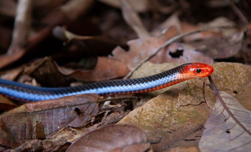 A cobra-coral azul é eleita por muitos como a serpente mais linda do mundo.