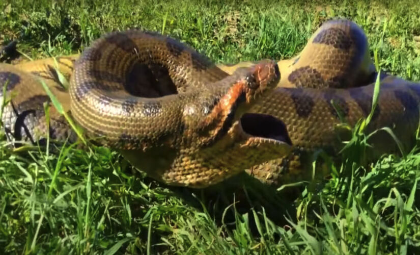 Especialista explica como a cobra pôde engolir uma pessoa adulta