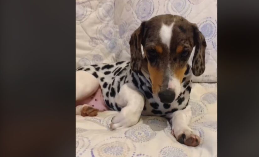 Aprenda a fazer uma roupinha para o seu querido pet