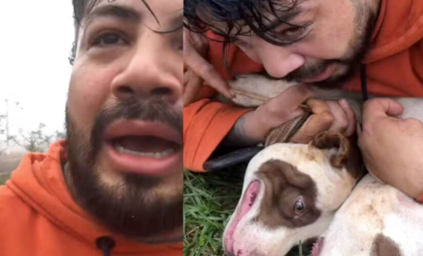 Dicas de adestradores e veterinários mostram como agir em ataques de cães