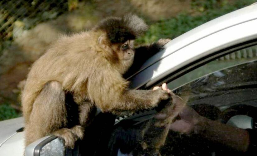 Parque abriga cerca de 300 animais de 40 espécies diferentes