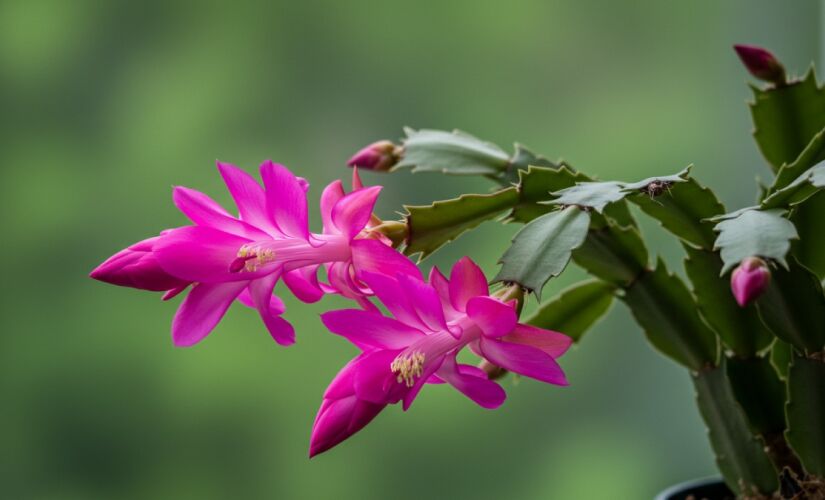 Aprenda a plantar essa linda flor em casa 