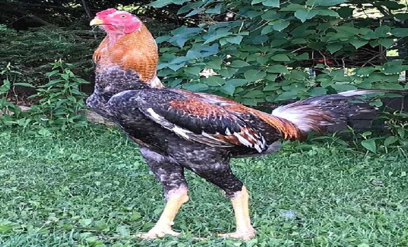 Esse galo pode chegar a pesar 6 quilos
