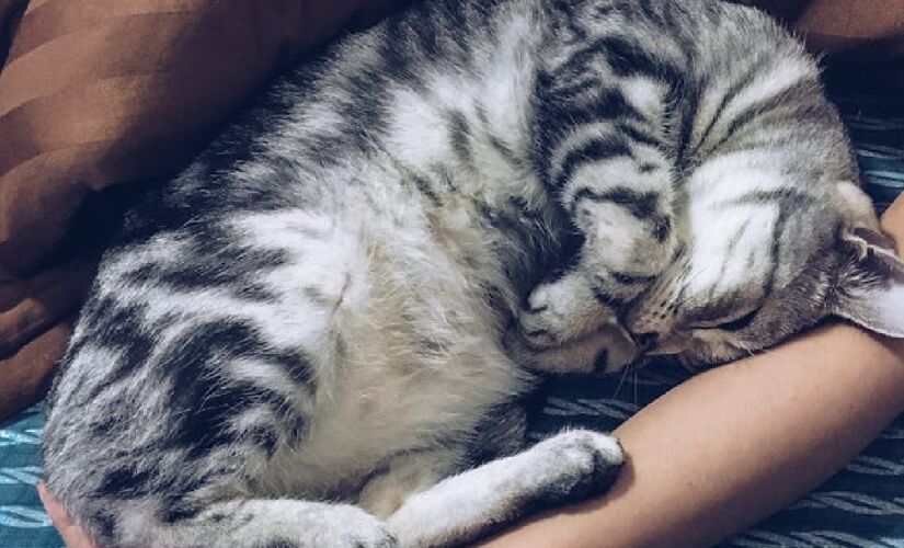 Como um animal desconfiado, o gato tende a observar cuidadosamente o ambiente e as pessoas ao redor
