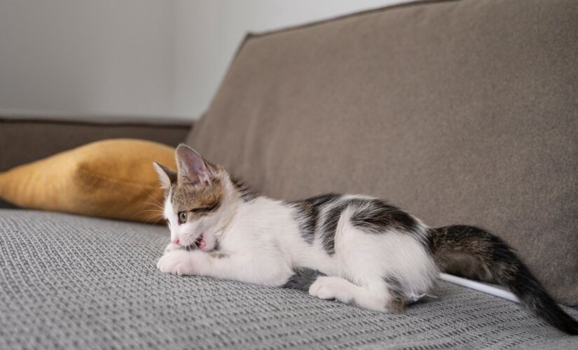 Para aliviar o stress gatos afiam as unhas no sofá