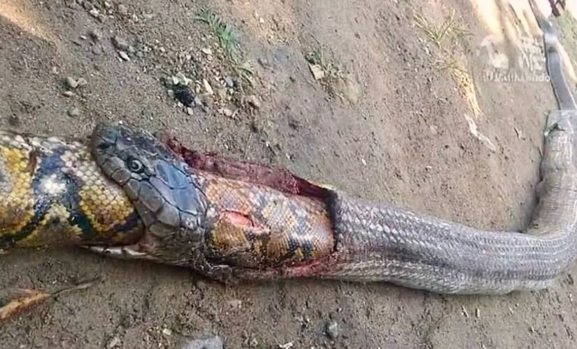 Moradores das Filipinas se deparam com cena aterrorizante de uma cobra venenosa que engoliu um píton inteiro, gerando pânico na região