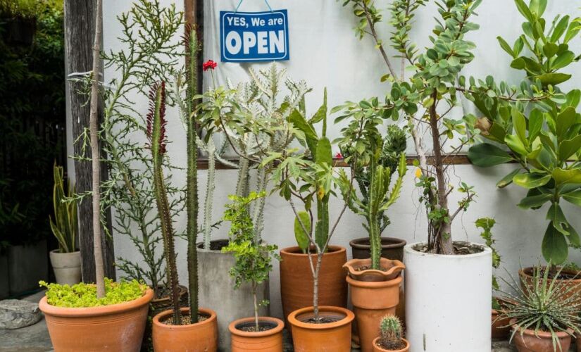 Essas quatro plantas vão proteger a sua casa