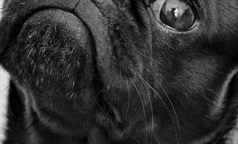 Cães idosos podem sofrer com a Síndrome da Disfunção Cognitiva