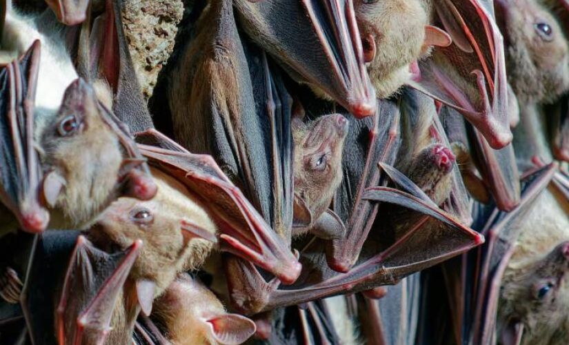 Estudos revelam que espécie possui um mecanismo anticancerígeno