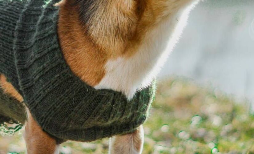 Mantenha seu cachorro quentinho e cheio de estilo nos dias frios