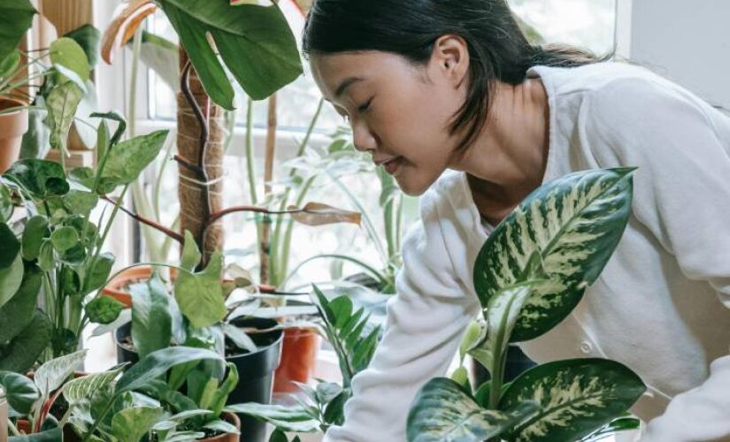 Uso de plantas dentro de casa é uma boa saída para combater problemas respiratórios