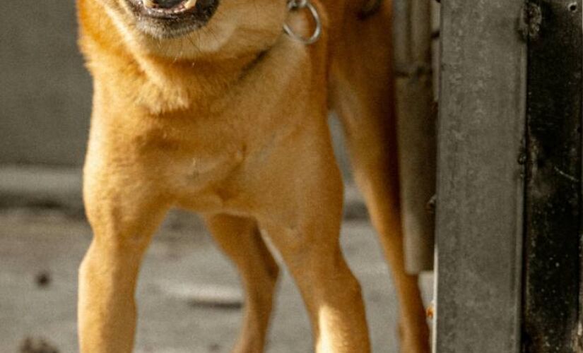 Cães têm capacidade de captar estímulos geralmente ignorados pelos humanos